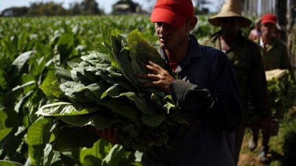 Habanos S.A. сообщает о рекордной прибыли на фоне трудностей производителей
